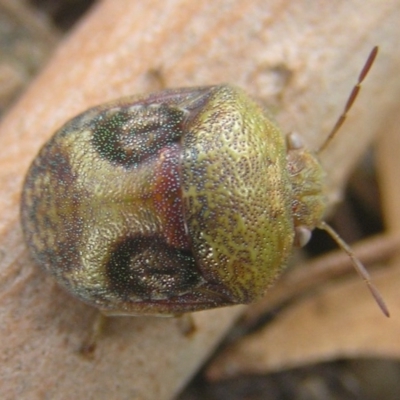 Solenotichus circuliferus