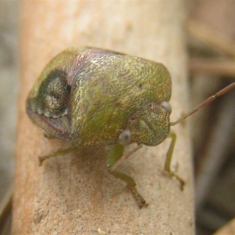 Solenotichus circuliferus