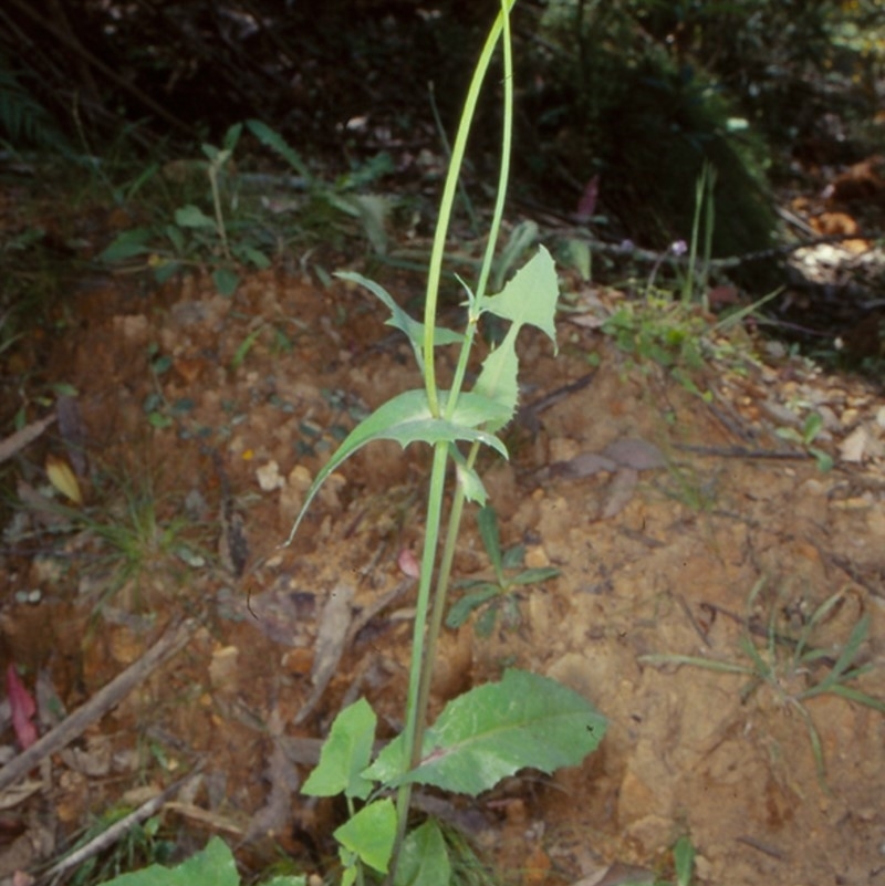 Sonchus oleraceus