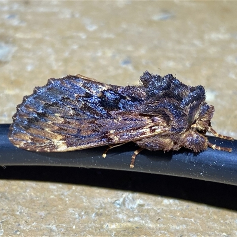 Sorama bicolor