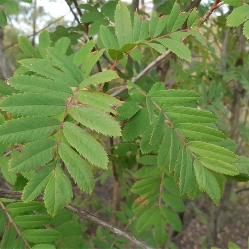 Sorbus domestica