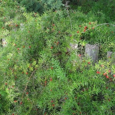 Asparagus aethiopicus