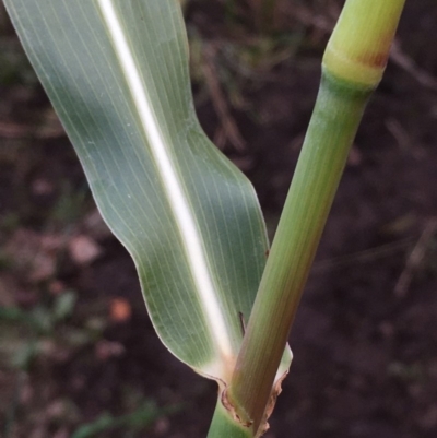 Sorghum halepense