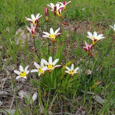 Sparaxis tricolor