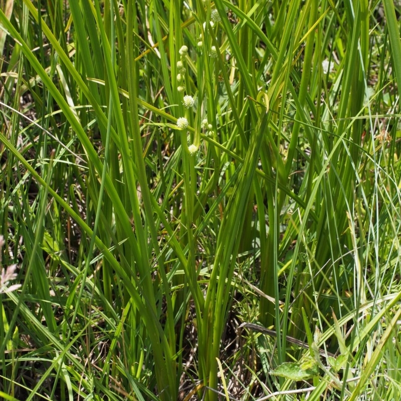 Sparganium subglobosum