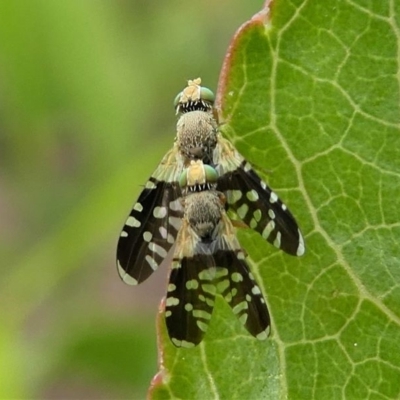 A mating pair