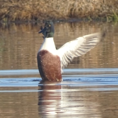 Spatula clypeata