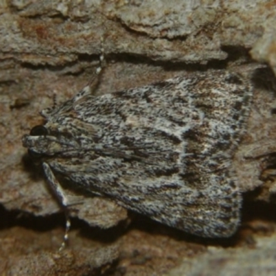 Spectrotrota fimbrialis