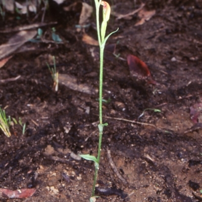 Speculantha parviflora