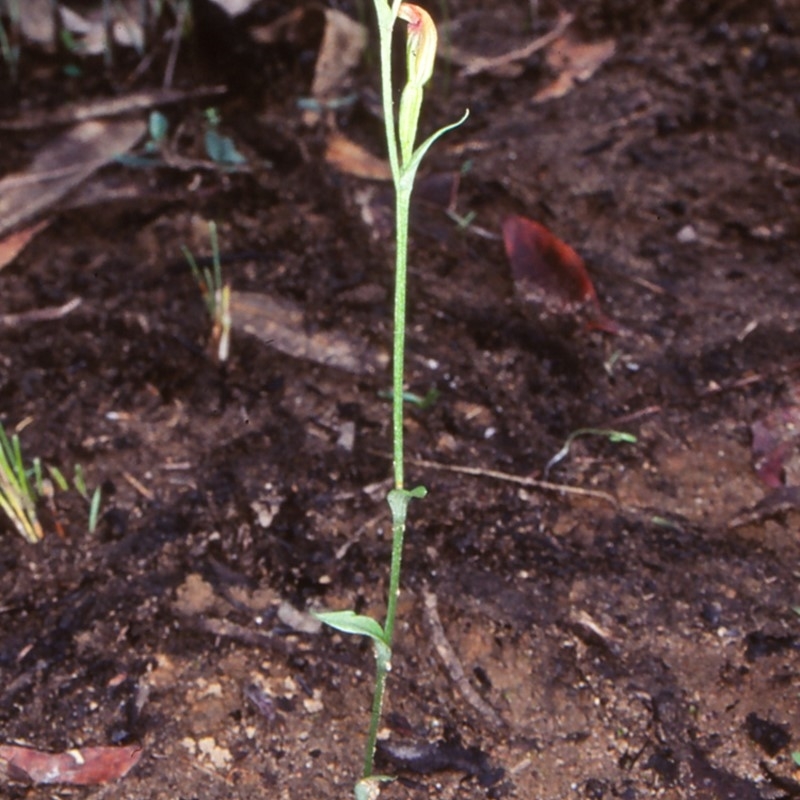 Speculantha parviflora