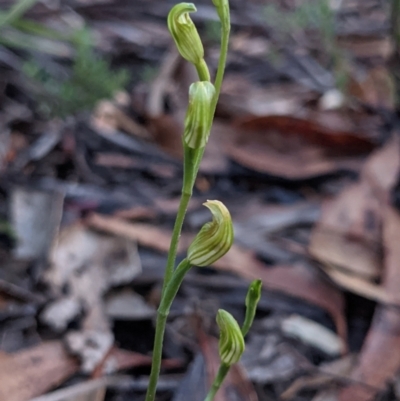 Speculantha parviflora