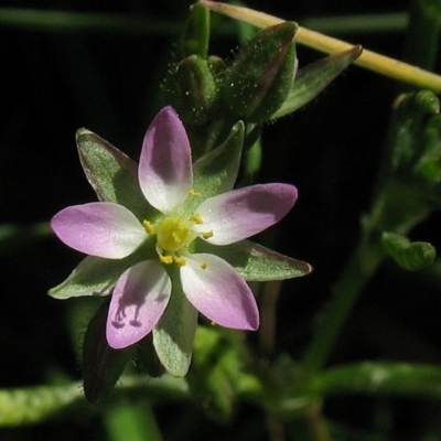 Spergularia marina