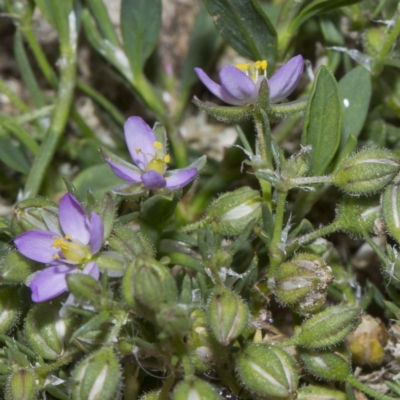 Spergularia rubra