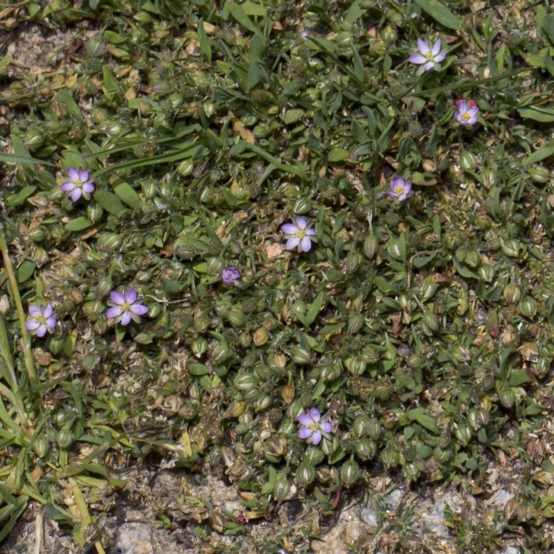 Spergularia rubra