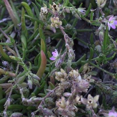 Spergularia tasmanica