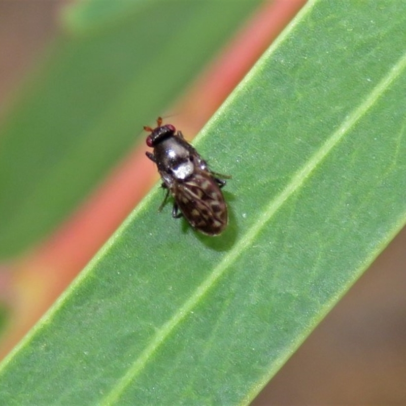 Sphaeroceridae sp. (family)