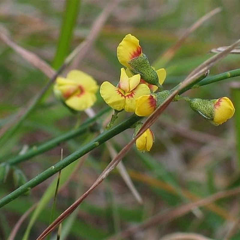 Sphaerolobium vimineum
