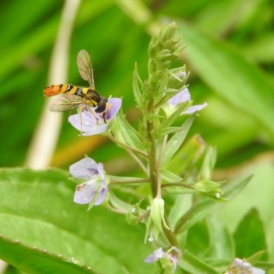 Sphaerophoria macrogaster