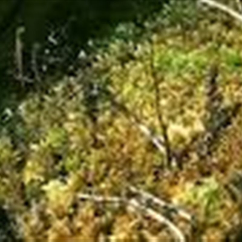 Sphagnum cristatum