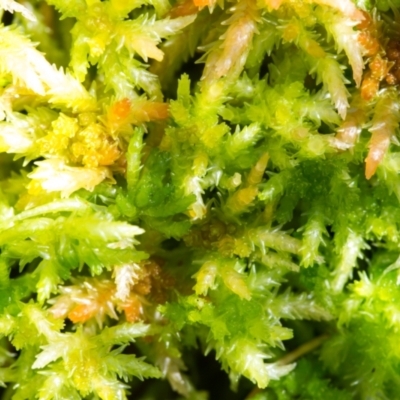 Sphagnum sp. (genus)