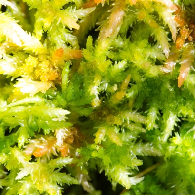 Sphagnum sp. (genus)