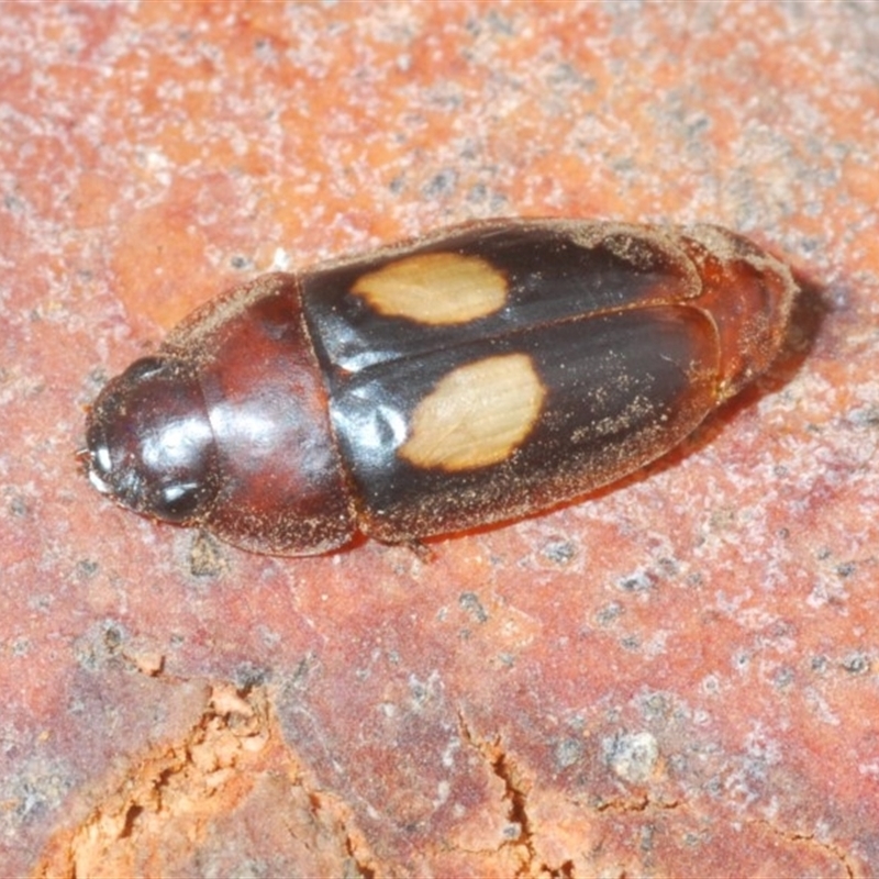 Sphallomorpha ruficollis