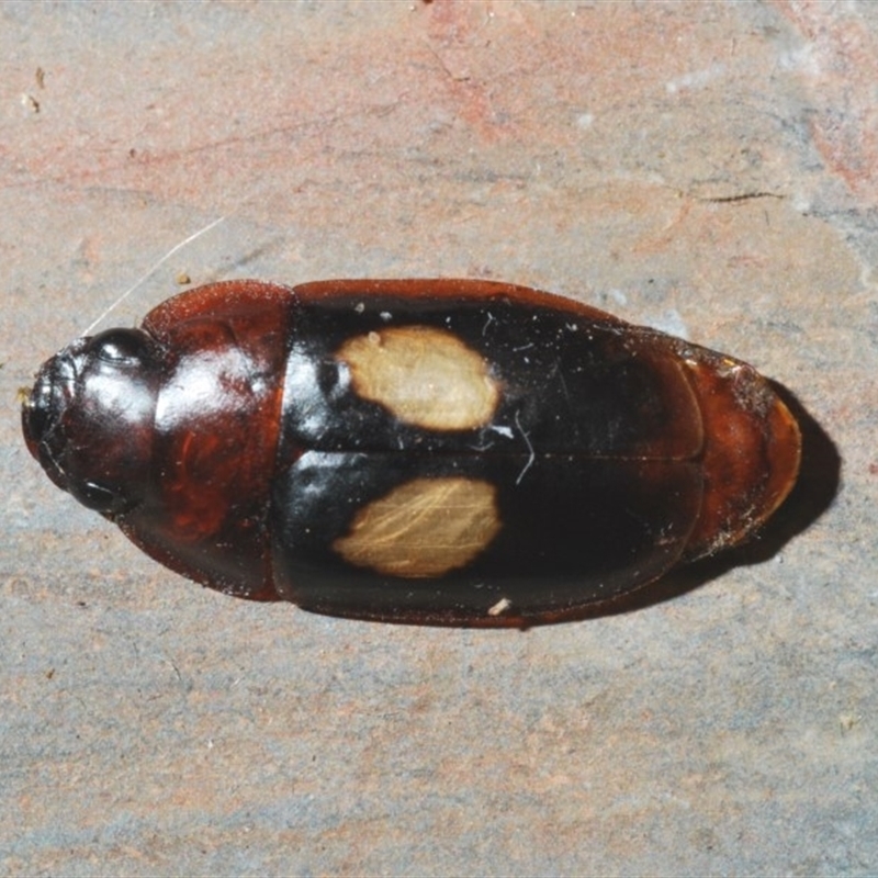 Sphallomorpha ruficollis