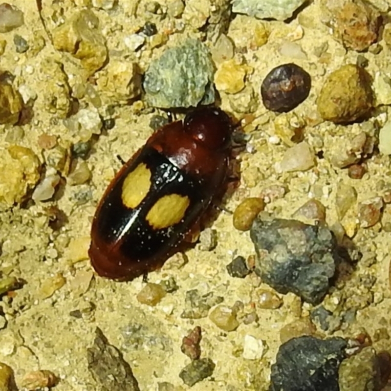 Sphallomorpha ruficollis