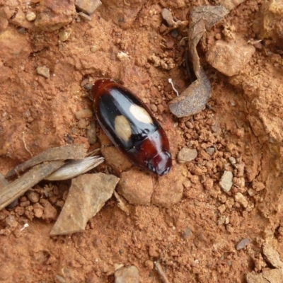 Sphallomorpha sp. (genus)