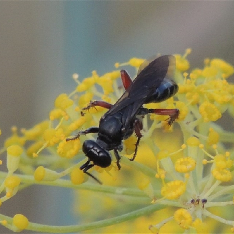 Sphecidae or Crabronidae (families)