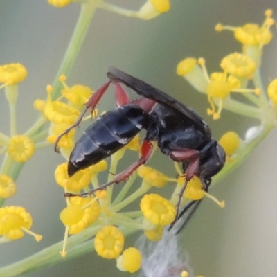 Sphecidae or Crabronidae (families)