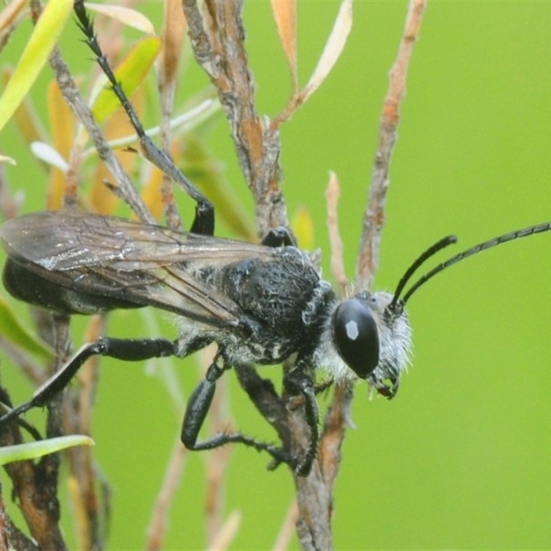 Sphecinae sp. (subfamily)