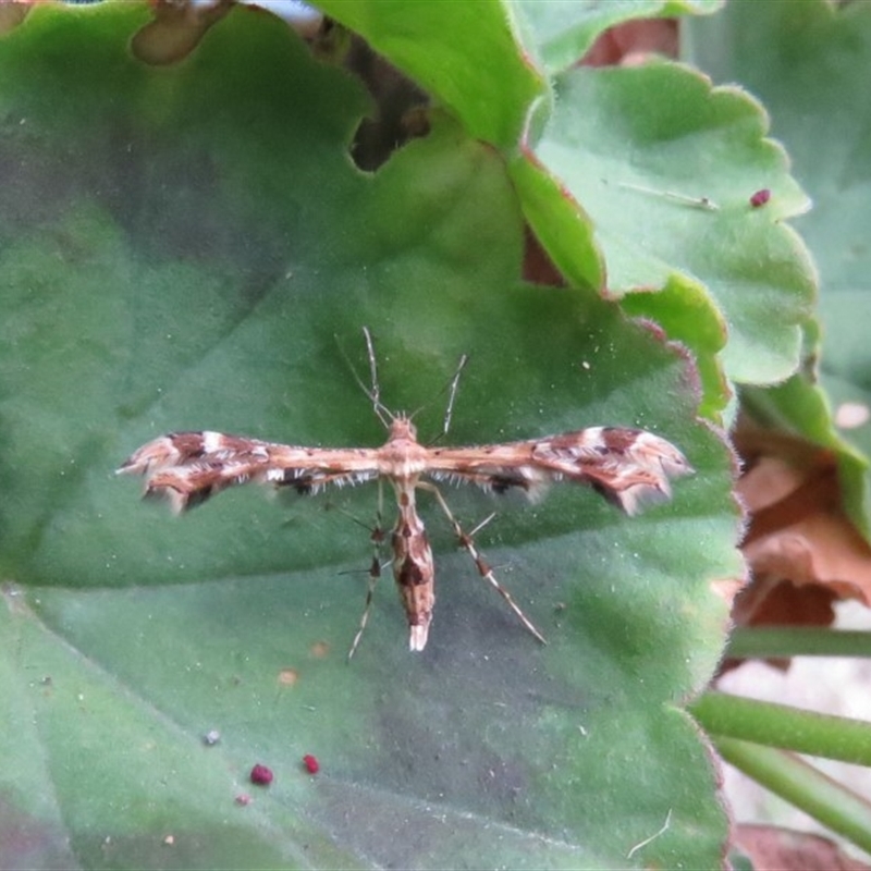 Sphenarches anisodactylus