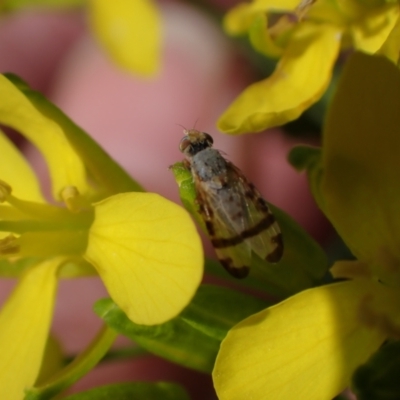 Sphenella ruficeps