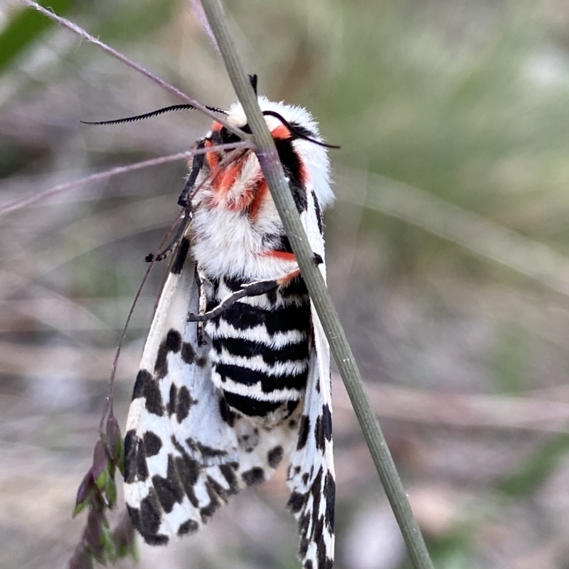 Female