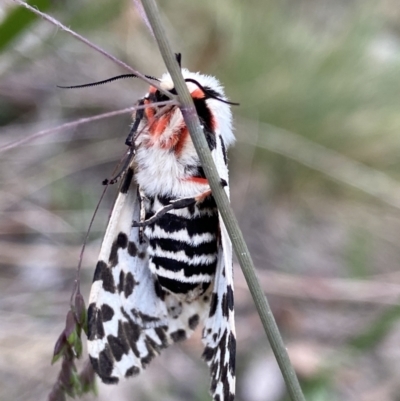 Female