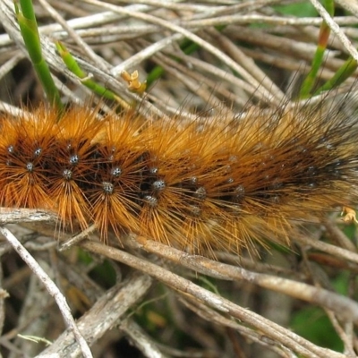 Larva