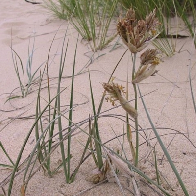 Spinifex sericeus