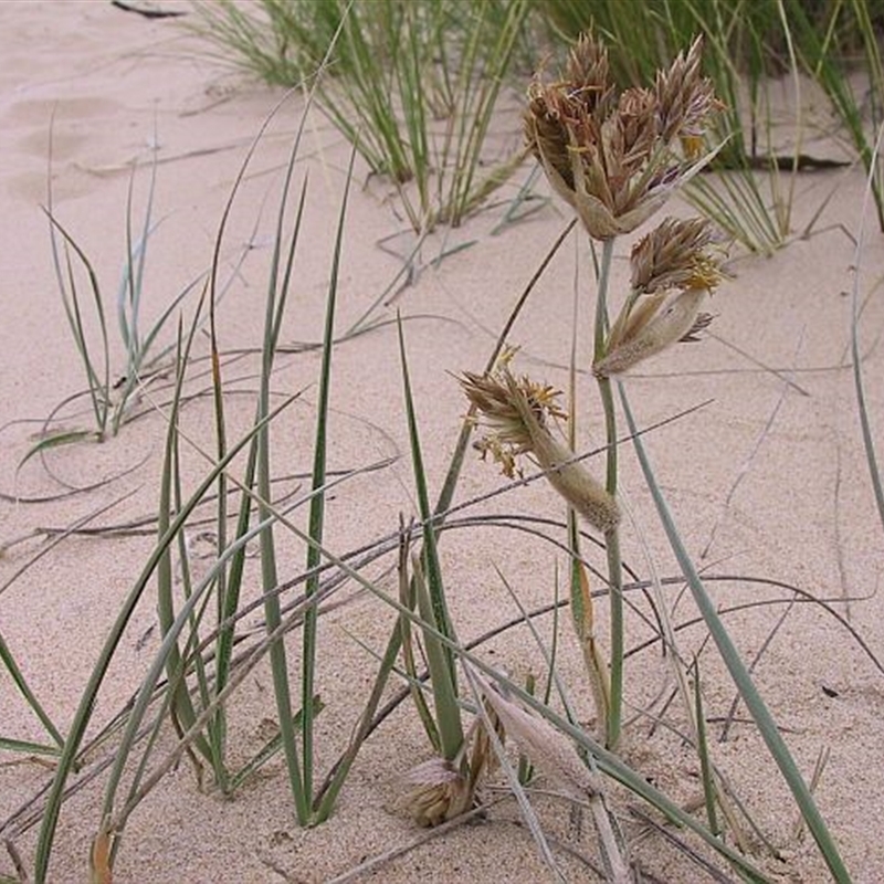 Jackie Miles, male flowers