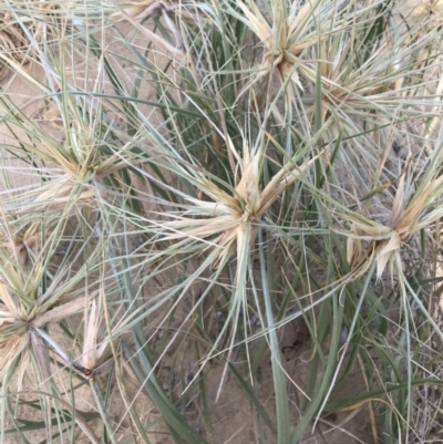 Spinifex sericeus