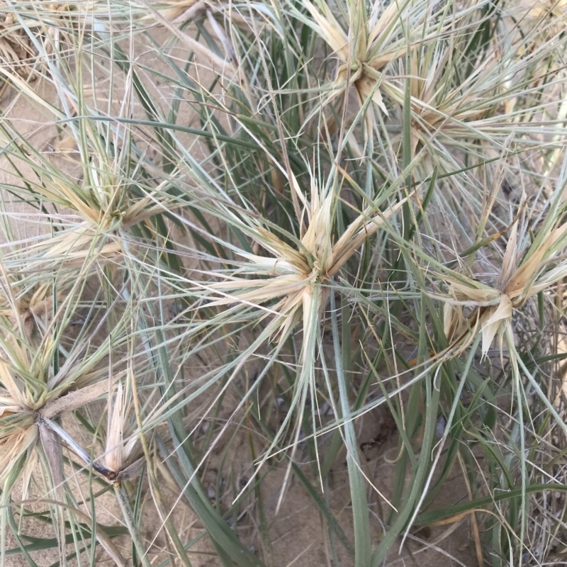 Spinifex sericeus