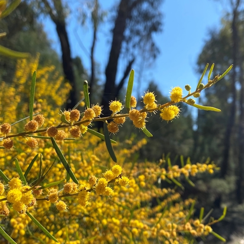 Acacia montana