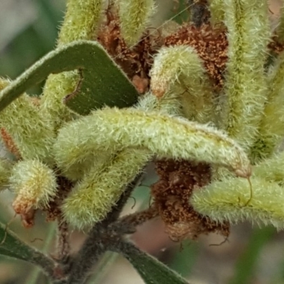 Acacia montana
