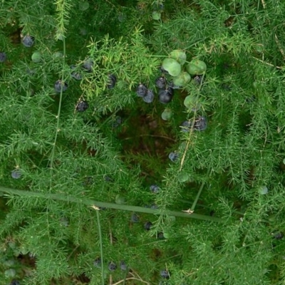 Asparagus plumosus