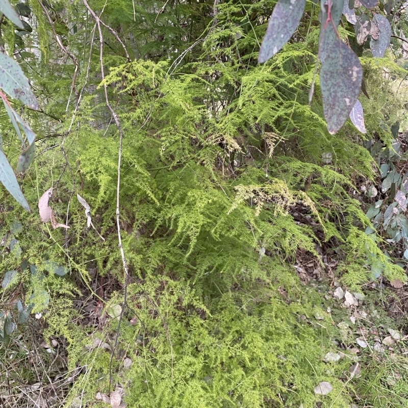 Asparagus plumosus