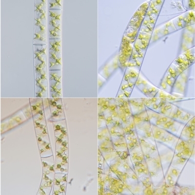 Spirogyra sp.