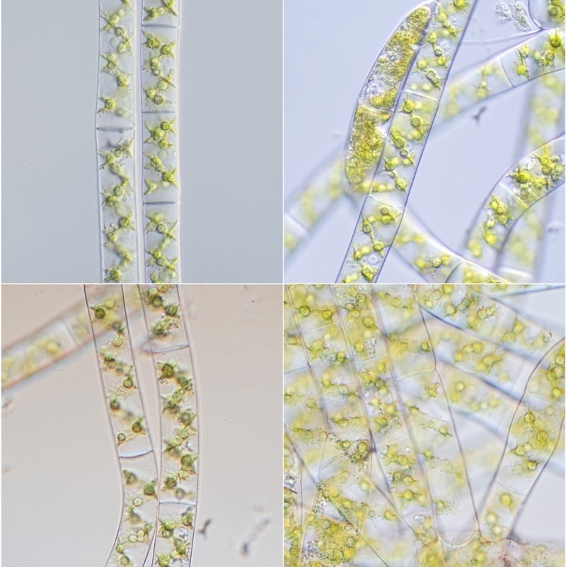 Spirogyra sp.