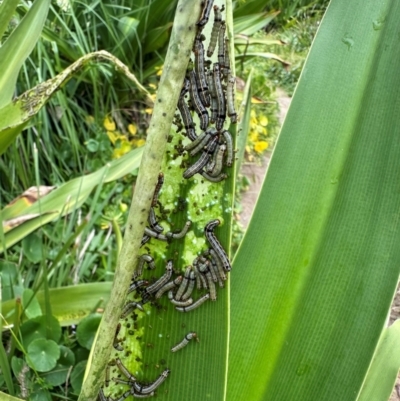 Spodoptera picta