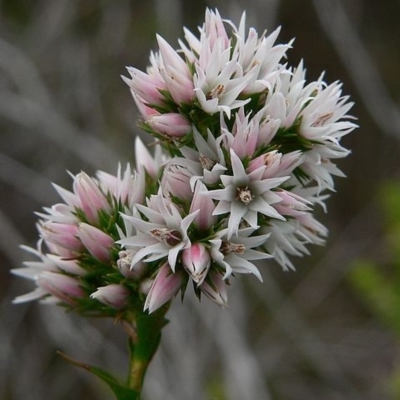 Sprengelia incarnata