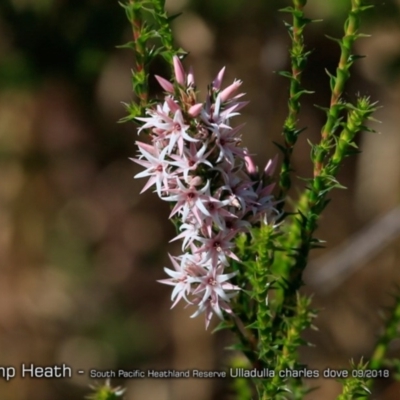 Sprengelia incarnata